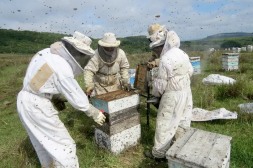 UPM convoca a apicultores interesados en instalar colmenas