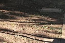 Latidos: Canteros secos, cuadra oscura y más...