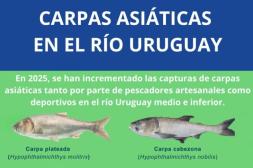 La CARU solicita que ante captura de  carpa asiática no se la devuelva al agua