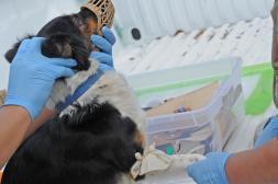 Salto y Artigas intensifican recorridas  y tests ante avance de la leishmaniasis