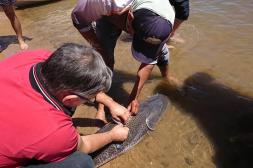 Realizan la “marcación de Surubíes”  para determinar sus rutas migratorias