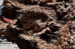 Latidos: Plaga que avanza, Brou Recompensa y más...