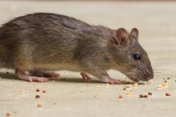 Preocupa alta circulación de  roedores en distintos barrios