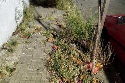 Latidos: Veredas obstruidas: inicio de la cuaresma y más...