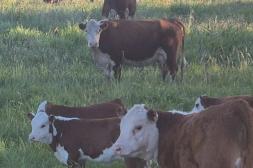 Continúa subiendo el ganado  y sube la soja