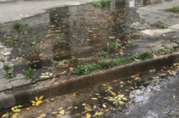 Latidos: Vidrios en la plaza, samba en la costa y más...
