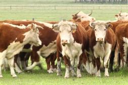 Ganado gordo volvió a subir y el novillo llegó a una referencia de US$ 5,50