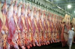 Panorama de industria frigorífica en Salto: La Caballada  faena 530 animales por día y se apunta a nuevos mercados