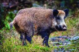 Aconsejan tramitar permisos necesarios  para cazar ante proximidad de Turismo