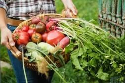 Productores de la Colonia 18 de Julio  redujeron 90% el uso de agroquímicos 