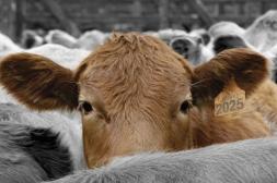 Valdez se prepara para el próximo remate de Lote 21 y El Ternerazo