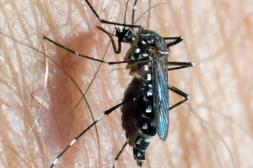 El Aedes aegypti se  volvió más resistente a insecticidas comunes 