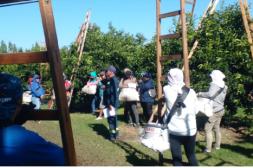 Comenzó la zafra citrícola en Salto: el jornal mixto y las condiciones laborales en 2026 