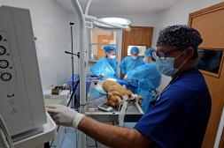 Policlínico Veterinario transmite importante intervención quirúrgica de docente Grado 5