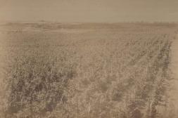 Fotografías antiguas de Salto: Viñedos y bodega de Pascual Harriague en 1891