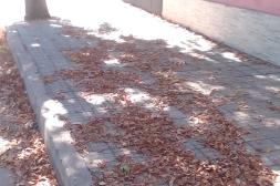 Látidos: Hojas en las veredas, Tachos en las paradas y más...