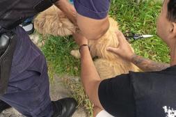 Trabajo en territorio fortalece  la vigilancia y controles de la  leishmaniasis visceral en Salto