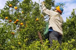 Trabajadores migrantes en Salto  son más del doble que hace 10 años