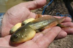 Investigan expansión en arroyos  y tajamares de especie invasora