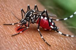 MSP emite directivas urgentes para viajeros que retornan al país