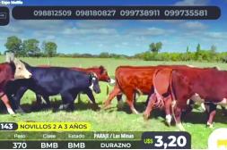 Lote 21 vendió casi el 100% de la oferta