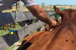 La planilla de control sanitario es clave para retirar la vacuna contra la aftosa