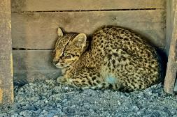 Felino salvaje apareció en predio de productor avícola de Villa Constitución y mató a más de 50 gallinas ponedoras