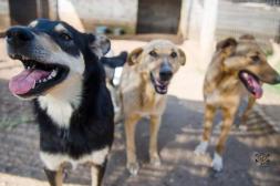 PRODEA convoca a evento a  beneficio de animales refugiados