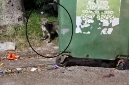 Látidos: Zorro perdido,  Cebras necesarias y más...