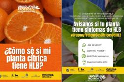 Alerta sanitaria en Citricultura: Como detectar a tiempo el devastador avance del HLB en Uruguay