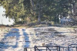 Látidos: Amanecer blanco, Muy oscura y más...