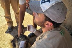 Campaña contra la leishmaniasis: inician colocación gratuita  de collares repelentes a perros en Unidad de Bienestar Animal