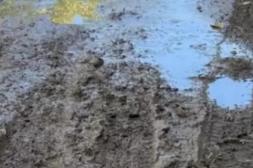 Látidos: Lluvia y barro, Problema de las hojas y más...