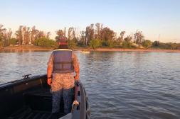 Intensifican operativo de rastreo en Salto y Concordia para rescatar ejemplar de lobo marino en río Uruguay