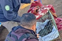 Lograron rescatar de manera segura al  lobo marino en la costa del río Uruguay