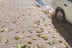 Látidos:  Agua en la vereda, Central Hortícola movida y más...