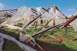 Fuerte turbonada destruyó  la producción granjera en  Salto y el sector exige auxilio  urgente al gobierno