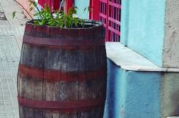 Látidos: Barril maceta, Podas en la calle y más...