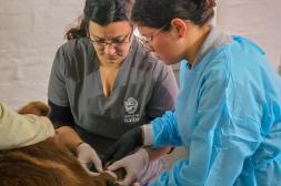 Se inició campaña de castraciones  gratuitas en localidades del interior