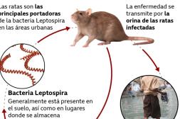 Nuevo caso dudoso de leptospira activa consejos para prevención