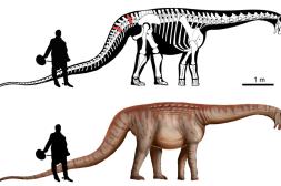 Científicos descubren una nueva especie de dinosaurio en Paysandú y le ponen un nombre en honor a Artigas