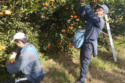La informalidad laboral continúa siendo una preocupación para  los trabajadores del citrus