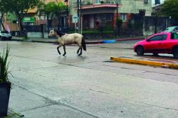 Latidos: Caballo suelto, Fútbol improvisado y más...