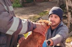 Ya van más de 5.000 collares repelentes colocados a perros para barrera preventiva de la leishmaniasis visceral en Salto
