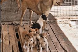 PRODEA encara costos de tratamiento para  más de 35 perros que padecen leishmaniasis
