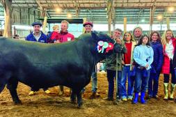 Bayucuá y Santa María del Arapey lideraron en la Expo Salto con ejemplares bovinos de excelencia 