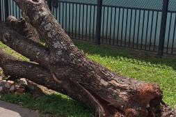 Latidos: Árbol caído, 5K contra la violencia y más...