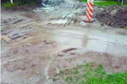 Latidos: Barro en la calle, Monitoreo del picudo rojo y más...