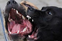 El pitbull en “el ojo de la tormenta”: Eutanasia conductual a perros agresivos: una medida judicial que provoca posiciones dispares: ¿De quién es la culpa?