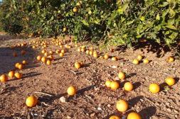 “El Niño” ha provocado pérdidas de cultivos y el aumento  de precios: se perdió el 40% de producción de invernáculo